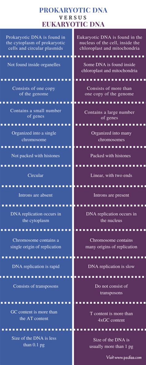 Difference Between Prokaryotic and Eukaryotic DNA | Definition, Structure, Features