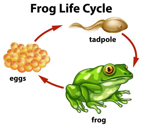 A Frog Life Cycle on White Background 294871 Vector Art at Vecteezy