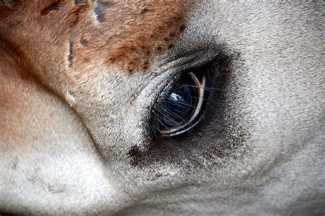 okapi eye - Google Search | Okapi, Giganteum, Horses