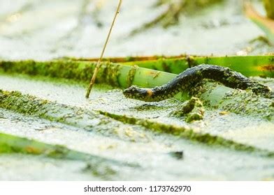 Anaconda Eating: Over 65 Royalty-Free Licensable Stock Photos | Shutterstock