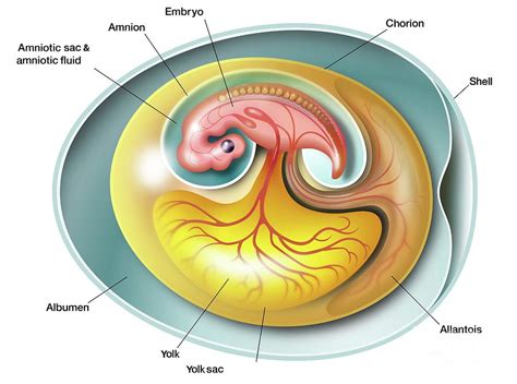 Amniote Embryo Anatomy Photograph by Science Photo Library - Fine Art America