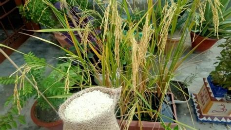 How to Grow Rice Step by Step Guide Of Farming At Home Indoor