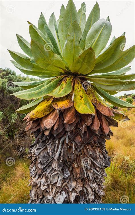 Giant Groundsels Growing in the Wild at Aberdare National Park, Kenya Stock Photo - Image of ...