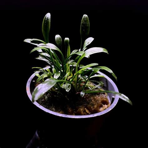 Jual cryptocoryne parva pot ( tanaman aquascape ) | Shopee Indonesia