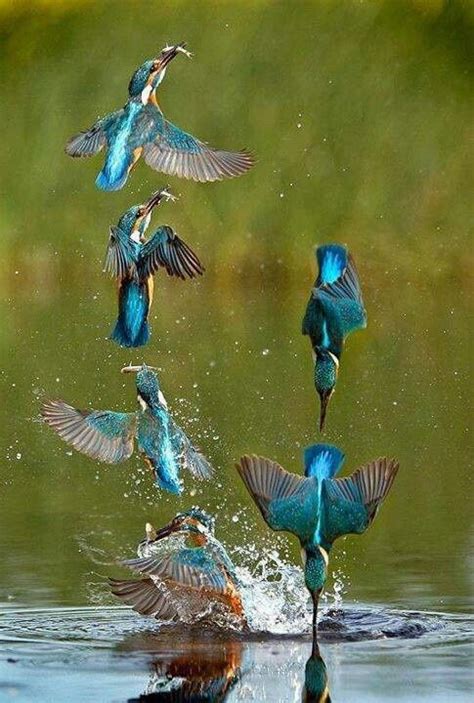 Water Kingfisher | as Eurasian Kingfisher or River Kingfisher, is a ...