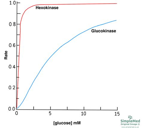 5. Enzymes and Regulation of Protein Function - SimpleMed - Learning Medicine, Simplified