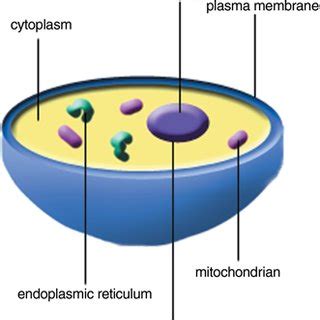 A cell with nucleus and some organelles. | Download Scientific Diagram