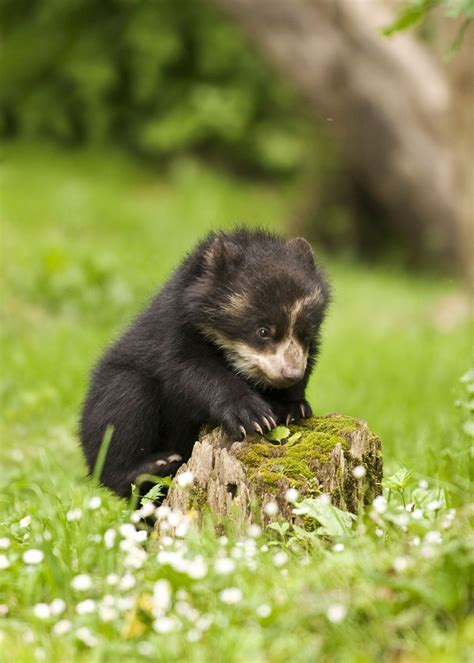 ANDEAN SPECTACLED BEARS....aka the Andean short-faced bear or the Oso achupayaro (the bromeliad ...