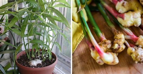 How To Grow A Fantastic Ginger Plant Indoors