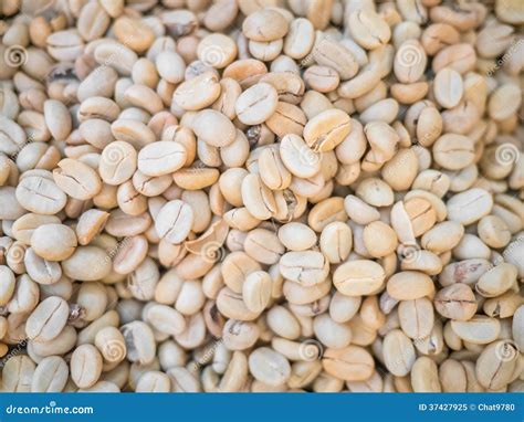 Unroasted coffee beans stock image. Image of grain, unroasted - 37427925