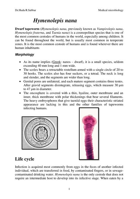 Hymenolepis nana - Microbiologie - Hymenolepis nana Dwarf tapeworm ...