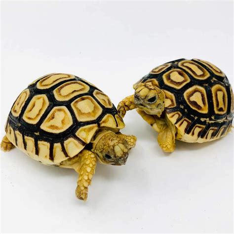 baby leopard tortoise care sheet | diet | lifespan | habitat | breeding ...