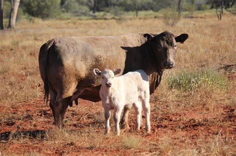 Bull for Sale Australia | Murray Grey Cattle | Worldwide