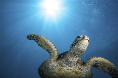 Sea Turtle Conservation