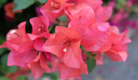 7 Beautiful Colors of Bougainvillea - Crate and Basket