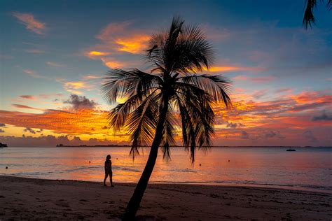 Palm Tree On The Beach During Sunset · Free Stock Photo