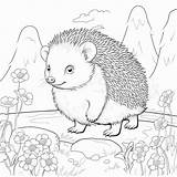 Coloring Pages Of hedgehogs Free Printable hedgehog Coloring For  sketch template