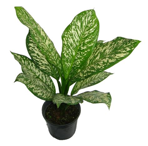 Malaysia Indoor Plants - Wellgrow Horti Trading