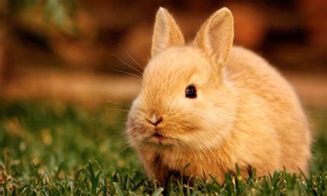 Cute Rabbit HD Wallpapers | HDWalle