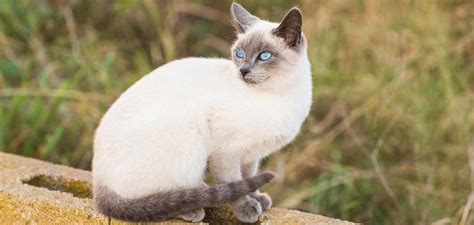 Blue Point Siamese - A Complete Guide To This Unique Color