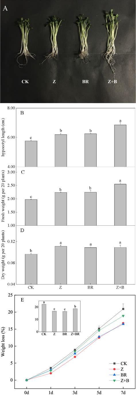 Effects of brassinolide and zeaxanthin on hypocotyl length (A, B),... | Download Scientific Diagram