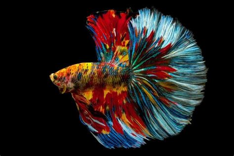 Guppy vs Betta: The Key Differences Explained - A-Z Animals