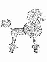Poodle coloring pages For Adults sketch template