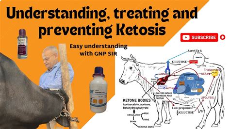 Uncovering the Secret to Curing Cattle & Buffalo Ketosis! - YouTube