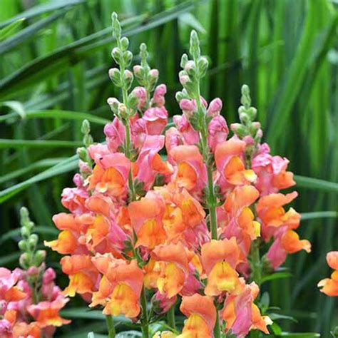 23 of the Best Snapdragon Varieties to Grow at Home