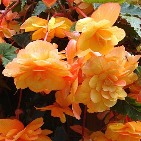 Amerihybrid Hanging Basket Tuberous Begonias Bright Mix| Mixed Color Trailing Form Tuberous ...