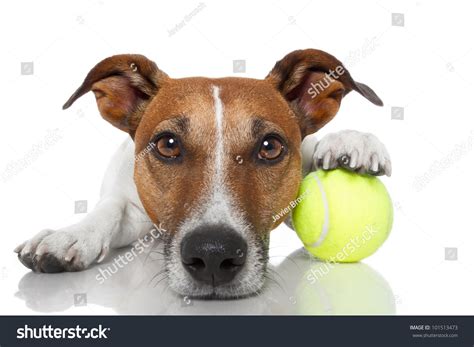 Dog With Tennis Ball Stock Photo 101513473 : Shutterstock