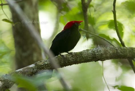 Pantanal | Bird Lens