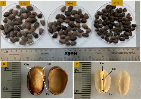 Factors Affecting Seed Germination and Establishment of an Efficient ...