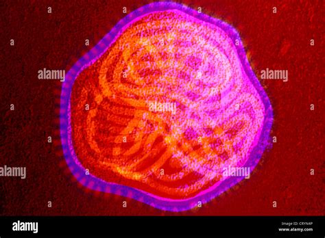 PARAMYXOVIRIDAE VIRUS Stock Photo - Alamy