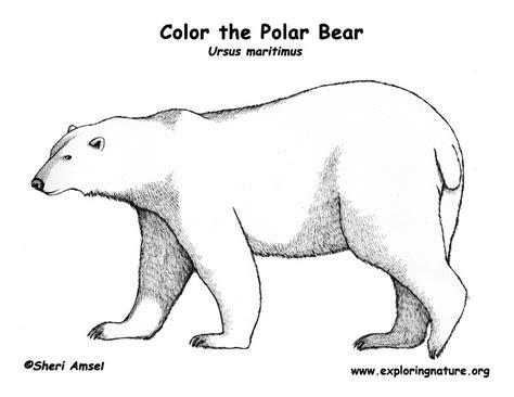 Free Polar Bear Coloring Pages For Kids