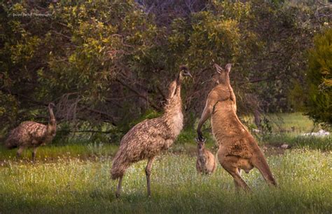 Emu Vs Kangaroo