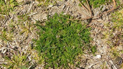 What Are the Sticker Weeds in My Yard? | N.C. Cooperative Extension