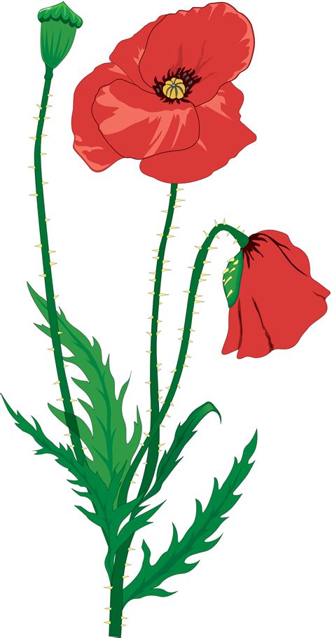 Poppy Flower Drawing On White Background 07B