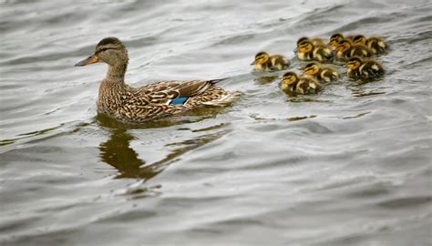 How to Tell the Difference Between Male and Female Ducks | Sciencing