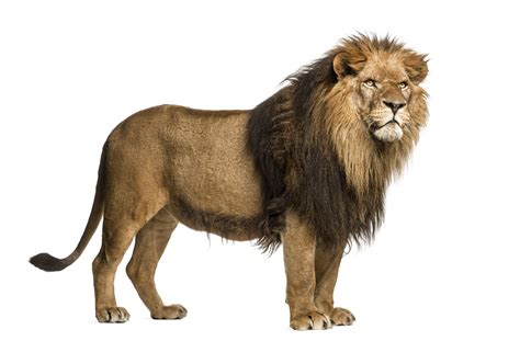 Lion Transparent File | PNG All