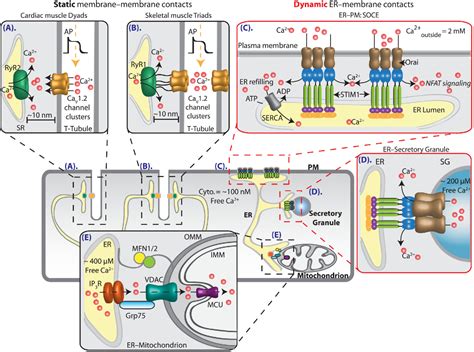 Figure 1 from Regulation of calcium and phosphoinositides at endoplasmic reticulum-membrane ...