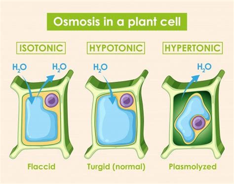 Download Diagram Showing Osmosis In Plant Cell for free | Biology facts, Biology lessons, Osmosis