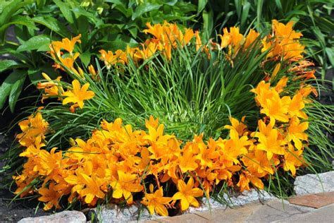 Yellow Daylily Flowers in a Garden Stock Photo - Image of garden, sunset: 183793234