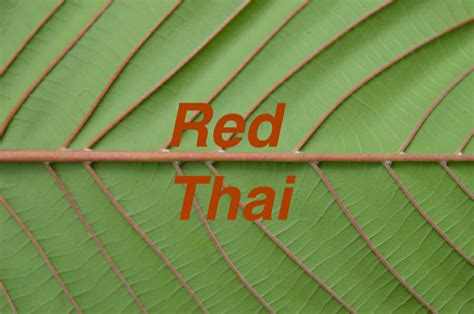 Red Thai Kratom - Benefits, Side-Effects & Dosage