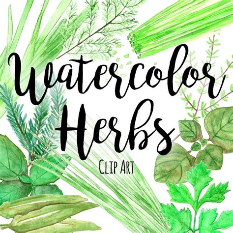 Watercolor Herbs Clipart Herbal Clip Art Basil Leaf Clip - Etsy