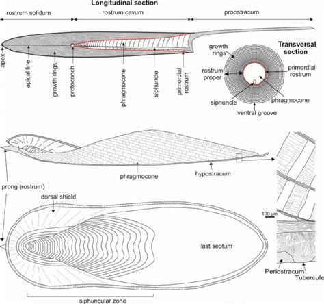 Sketch of the anatomy of the belemnite (up) and Sepia (down ...