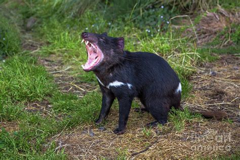 Tasmanian Devil angry Pyrography by Benny Marty