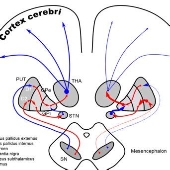 Structure of subthalamic nucleus | Download Scientific Diagram