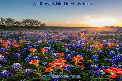 Wildflowers Filed In Ennis, Texas | Wildflowers photography, Indian ...