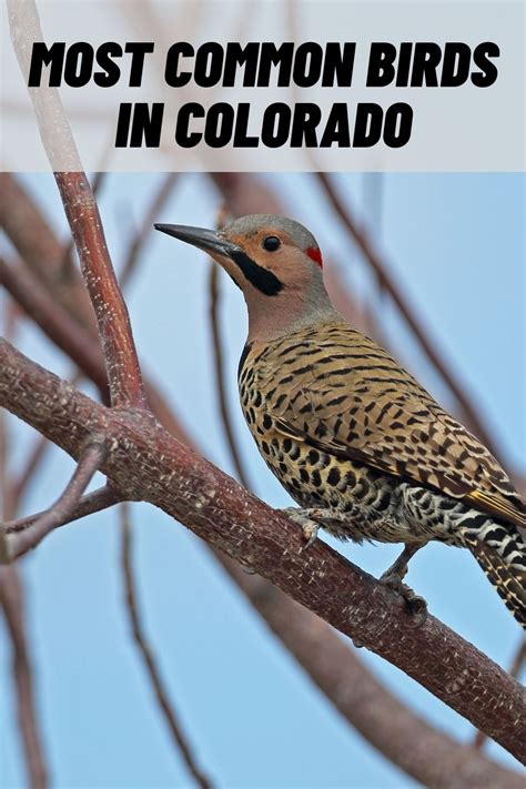 24 Most Common Birds in Colorado (with Pictures)